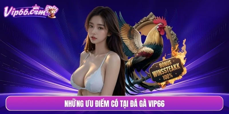 Những ưu điểm có tại đá gà VIP66