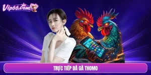 Trực tiếp đá gà Thomo